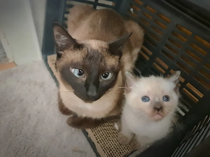 Reinrassige Siam Kitten