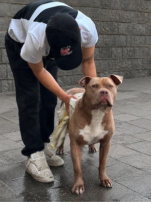 American Bully XL   Samy sucht ein neues Zuhause