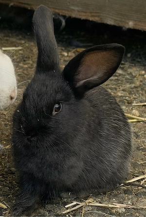 2 baby hasen zusammen 