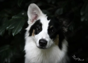 Australian Shepherd Wurfplanung 2027 Welpen