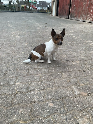 Jack Russel Terrier Welpen