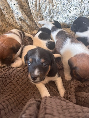 Jack Russel Terrier Welpen