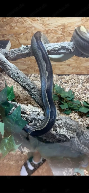 0.1 Motley Anery jungle pos het Albino
