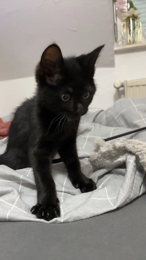 Ekh babykatze zu verkaufen 