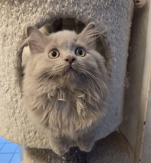 2 BLH Kater in lilac BKH Kitten