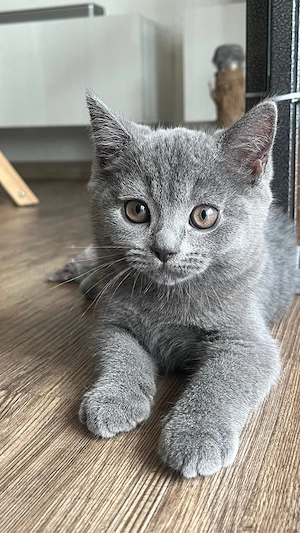 BKH Kitten