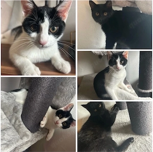 EKH Kitten