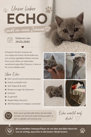 liebevolle Katze zu verkaufen