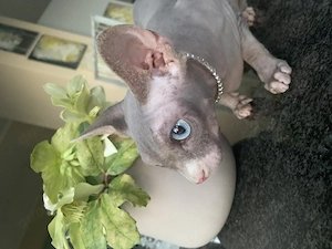 Prinzessin sucht neue Familie, für immer! Kastriert!