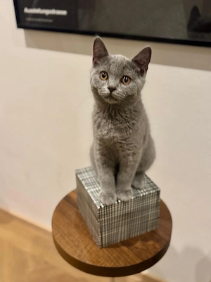 1 süßer Kater Kitten abgabebereit 