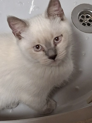 3 süße Kitten abgabebereit 