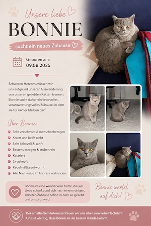 liebevolle Katze zu verkaufen