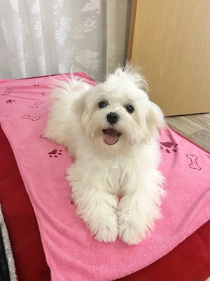 Ein süße  Maltese .. Bild 3
