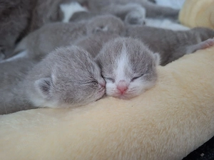 Wunderschöne BKH Kitten in Lilac-White 