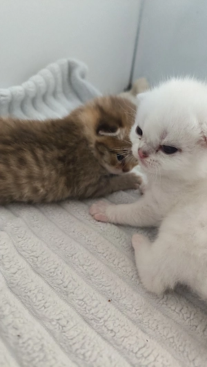 BKH Kitten 
