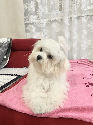 Ein süße  Maltese .. Bild 4