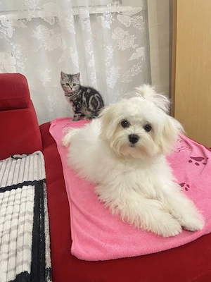 Ein süße  Maltese ..