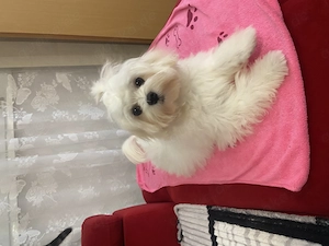 Ein süße  Maltese .. Bild 5