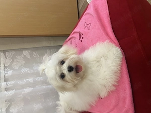 Ein süße  Maltese ..