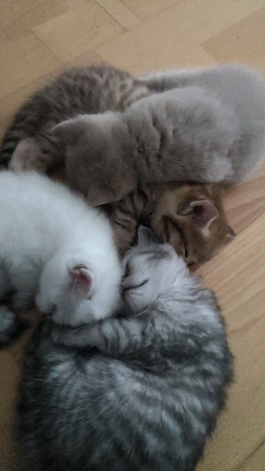 BKH Kitten 
