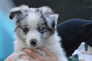 Border Collie FCI VDH Rude 2 verschiedene Augenfarben