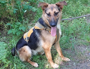 junmge Schäferhund-Mix  Hündin "Luzzy" sucht ein Zuhause