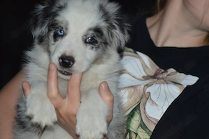 Border Collie FCI VDH Rude Blue Merle 