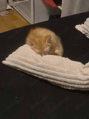 diese kleine maus 