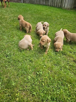 Labrador Welpen suchen ein liebevolles Zuhause