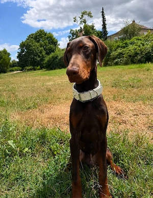 Dobermann-Rüde  Herkules  sucht ein liebevolles Zuhause