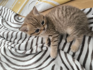 BKH Kitten 