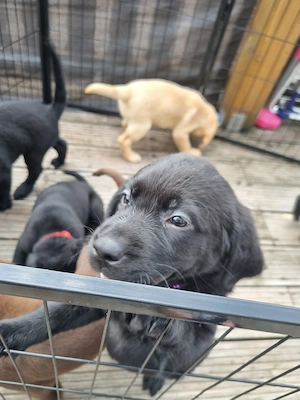 2 süße Labrador Mädchen
