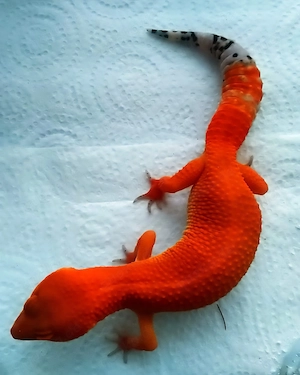 Besonderheit Original Tangerin Tornado Leopardgeckos 2025 abzugeben