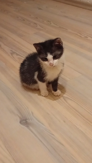 Katze Kitten