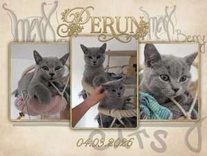BKH - Princessa, Perun und Persefona