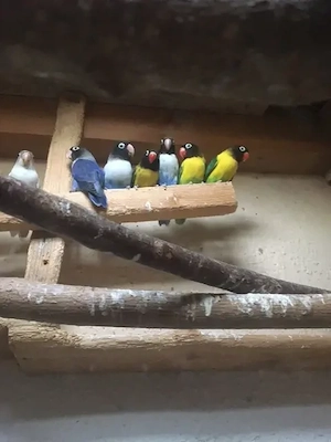 Agaporniden, Schwarzköpfchen