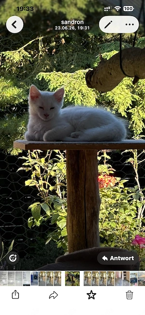 Maine Coon Heilige Birma