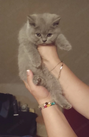 Reinrassigen BKH Kitten in Blue und Grau farbe