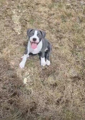 American Bully Mix Welpe 