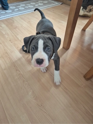 American Bully Mix   Welpe