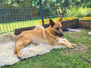 Belgischer Schäferhund  Malinois Welpen 