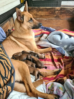 Welpen  Belgischer Schäferhund Malinois 