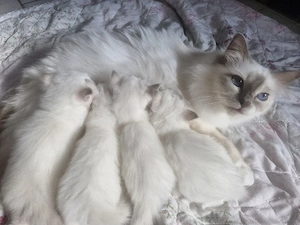 Noch 2 reinrassige, sehr verschmuste Heilige Birma Katerchen Kitten