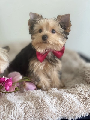 Yorkshire Terrier Welpe (Rüde)   kleinbleibend, vollständig geimpft, gechippt & bereit für sein neue