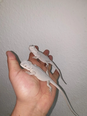 Schnee weißer Hypo Zero Leatherback Bock Bartagame Pogona Vitticeps 
