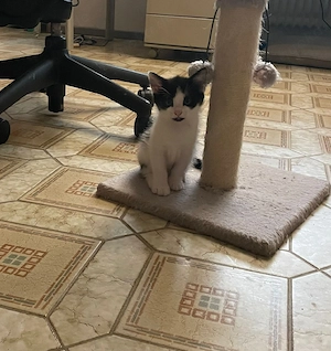 Sebirische Waldkatze Mix