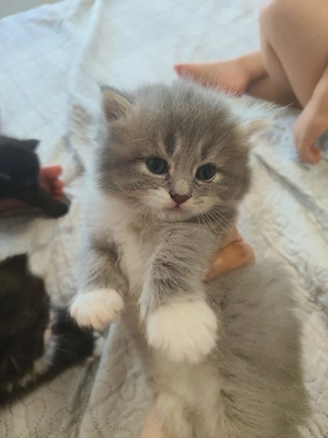 BKH Kitten    