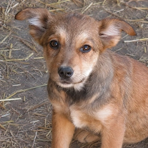 Lani ist eine kleine Kuscheltante