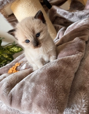 Maine Coon Heilige Birma Mix Kitten geimpft und gechipt