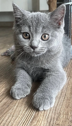 BKH Kitten